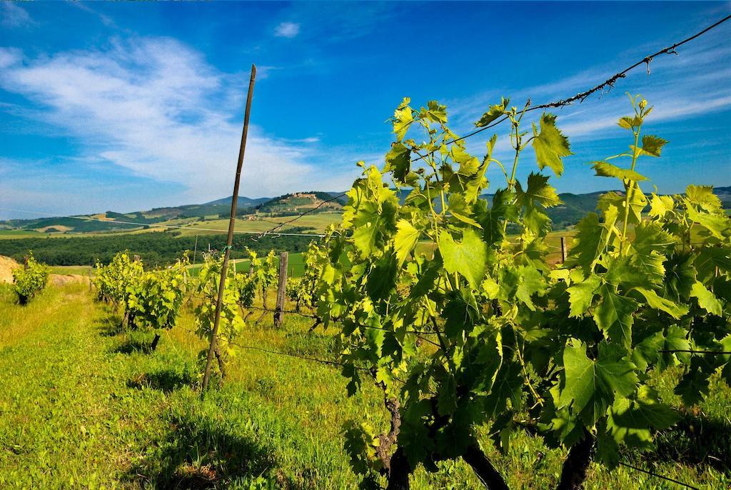 Agriturismo Il Canterino Guardistallo Bagian luar foto